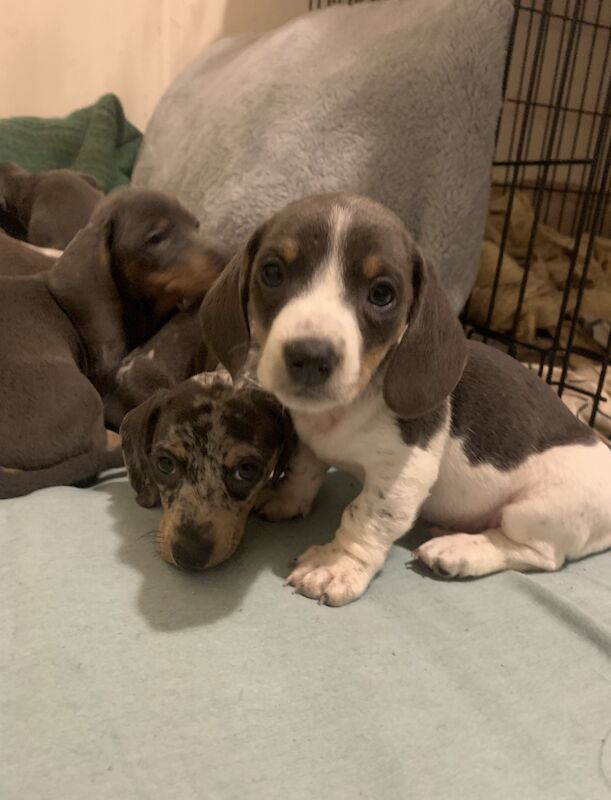 Top quality miniature dachshund puppies for sale in Chard, Somerset - Image 5