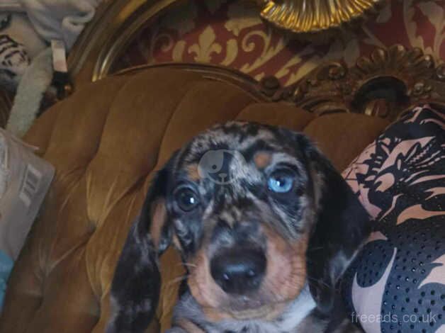 TRI MERLE DACHSHUND PUPPIES KC registered for sale in Bolton, East Lothian