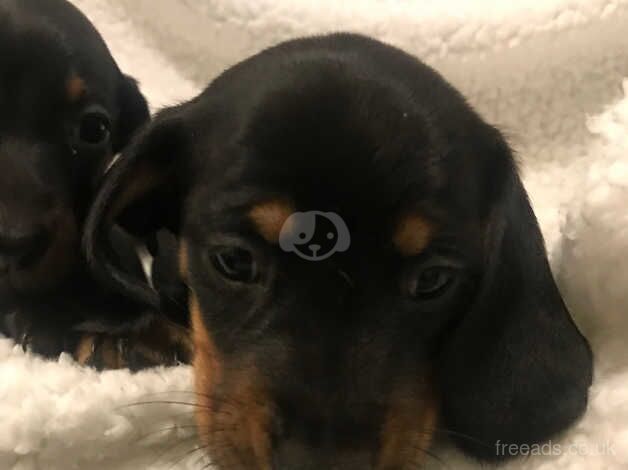 Dachshunds for sale in Cambridge, Cambridgeshire