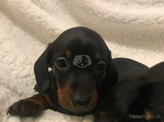 Dachshund Puppies for sale in Cambridgeshire