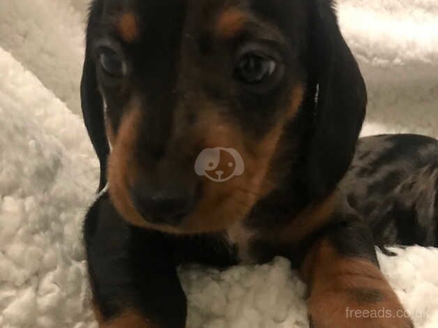 Dachshund Puppies for sale