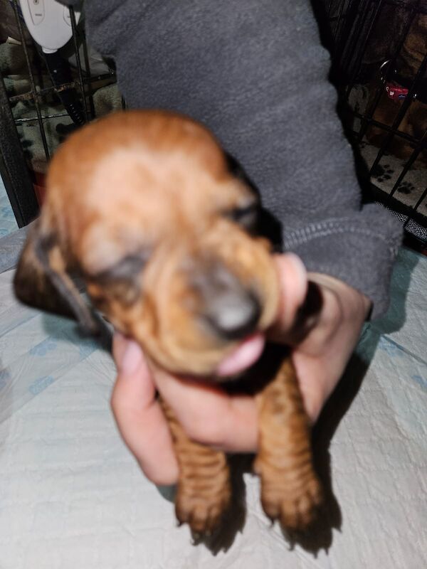 True miniature dachshund pups *Ready now* for sale in Spalding, Lincolnshire - Image 2