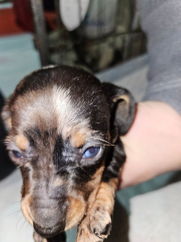 True miniature dachshund pups *Ready now* for sale in Spalding, Lincolnshire - Image 3