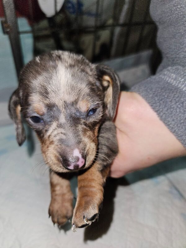 True miniature dachshund pups *Ready now* for sale in Spalding, Lincolnshire - Image 7