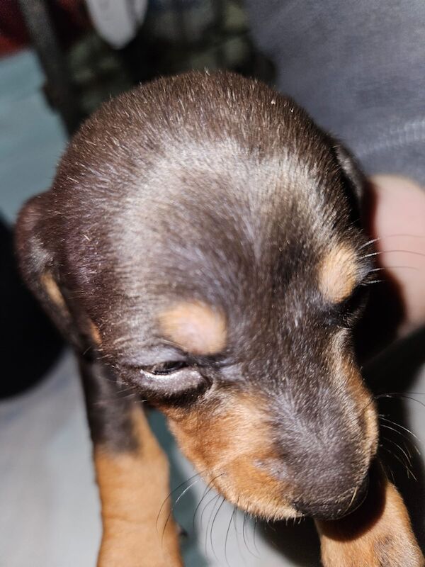 True miniature dachshund pups *Ready now* for sale in Spalding, Lincolnshire - Image 8