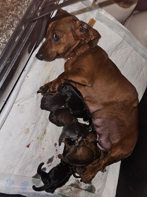 True miniature dachshund pups *Ready now* for sale in Spalding, Lincolnshire - Image 9