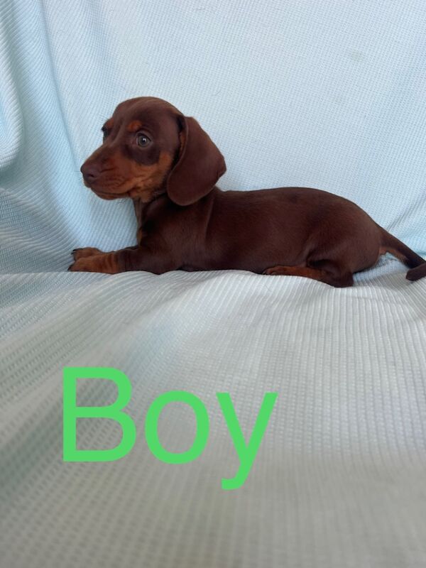 True to breed miniature dachshund puppies for sale in Maidstone, Kent