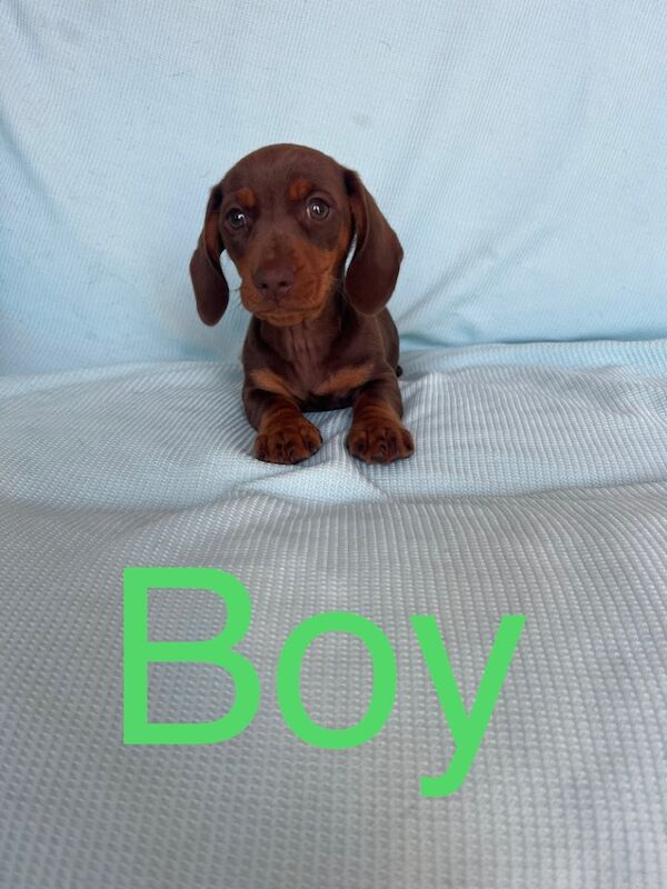 Dachshunds for sale in Maidstone, Kent