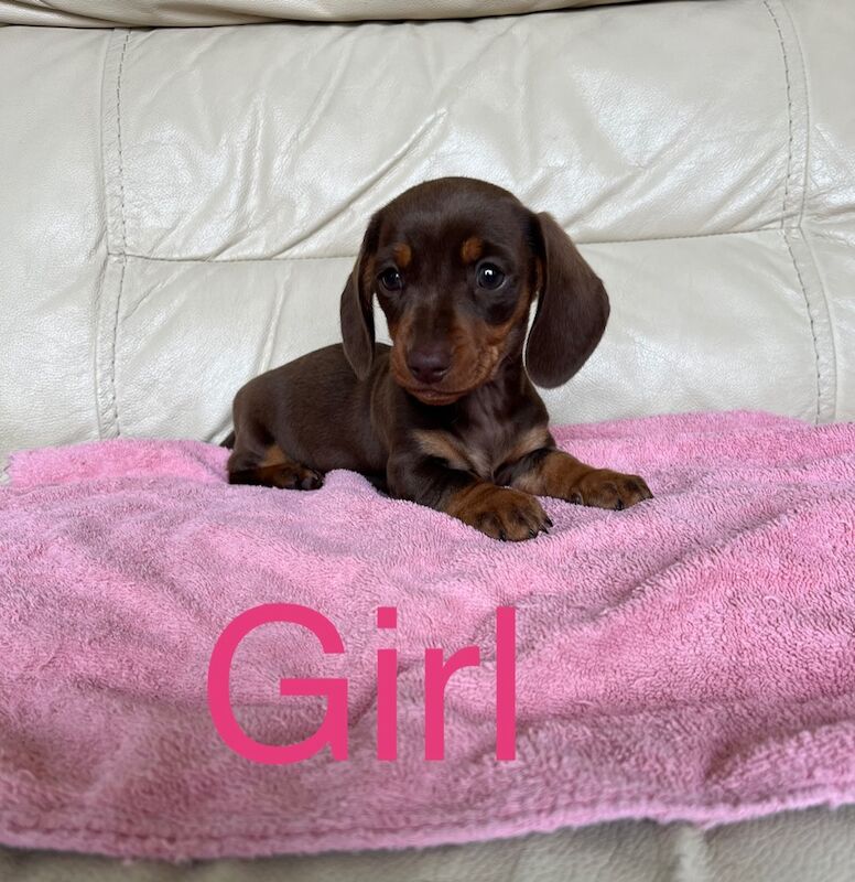 Dachshund Puppies for sale in Kent