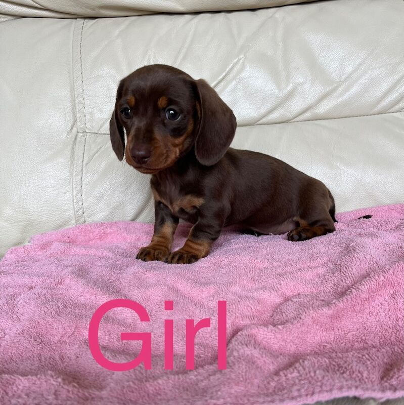 Dachshund Puppies for sale