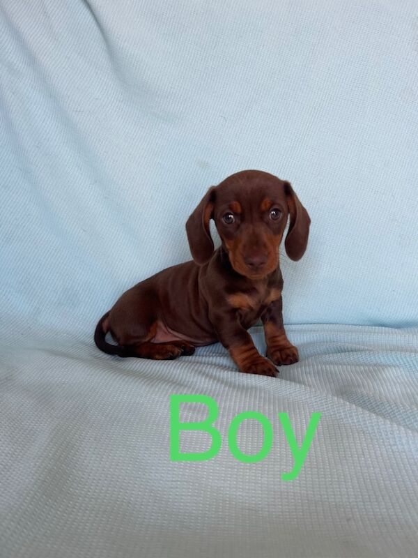 True to breed miniature dachshund puppies for sale in Maidstone, Kent - Image 5