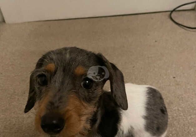 True to the size miniature dachshund girl for sale in Stoke Newington, Hackney, Greater London - Image 2