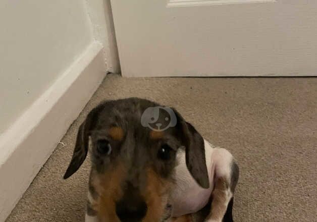 True to the size miniature dachshund girl for sale in Stoke Newington, Hackney, Greater London - Image 4