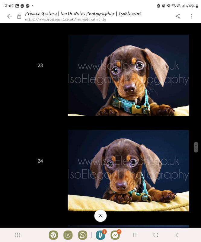 TWO BOYS. MINIATURE DACHSHUND. BROWN AND TAN for sale in Llangollen, Denbighshire