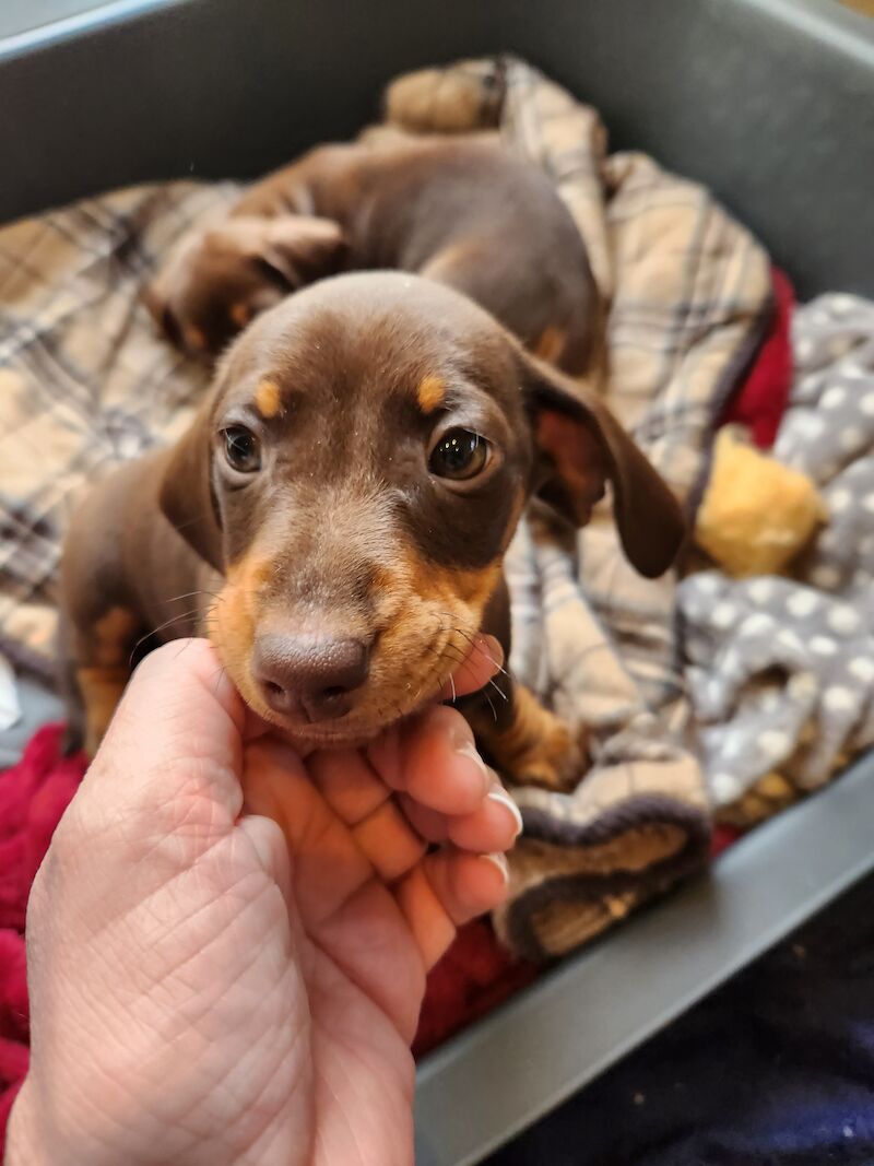 TWO BOYS. MINIATURE DACHSHUND. BROWN AND TAN for sale in Llangollen, Denbighshire - Image 2