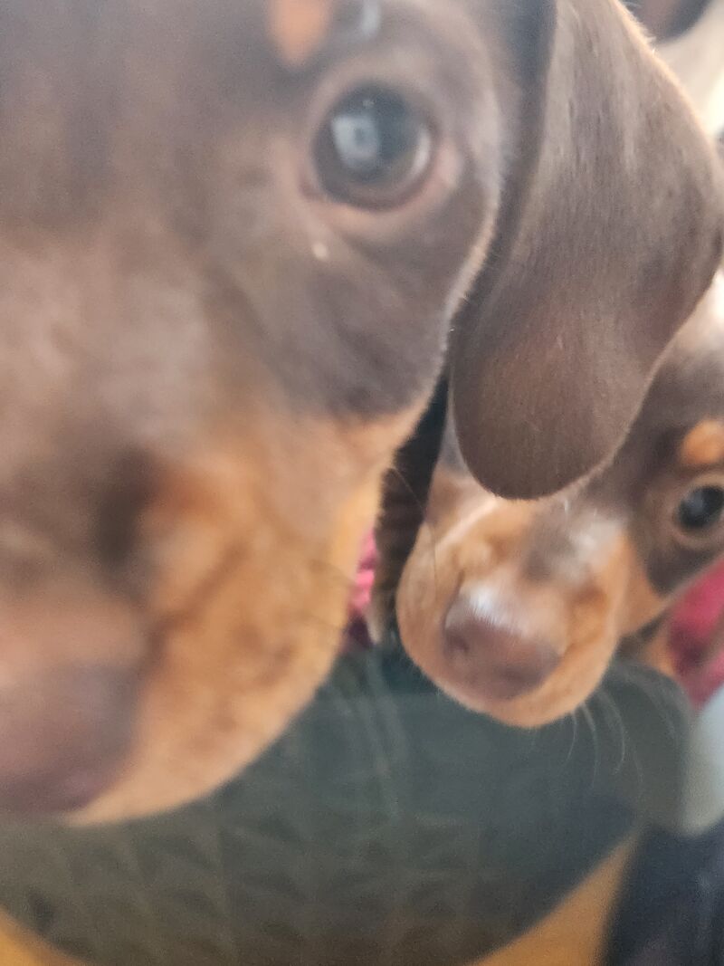 TWO BOYS. MINIATURE DACHSHUND. BROWN AND TAN for sale in Llangollen, Denbighshire - Image 3