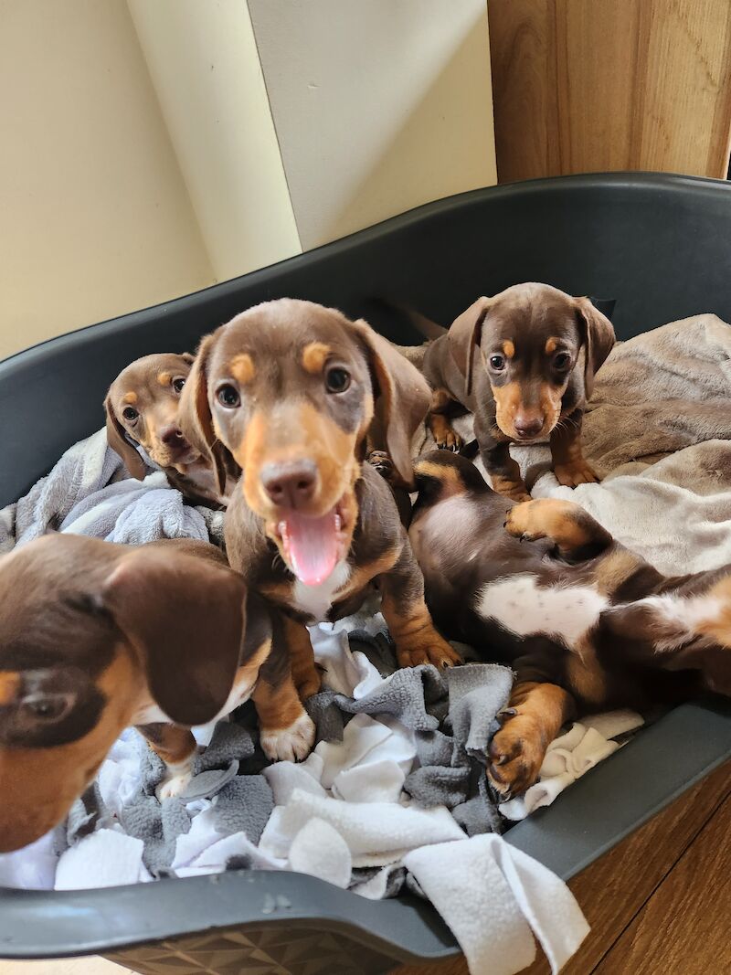 TWO BOYS. MINIATURE DACHSHUND. BROWN AND TAN for sale in Llangollen, Denbighshire - Image 4