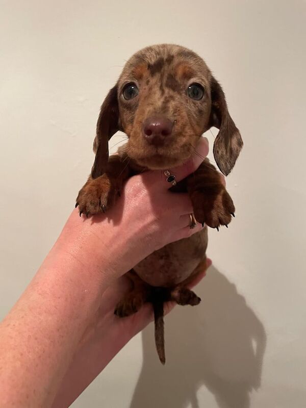 Two Dapple pedigree miniature smooth dachshunds for sale in Durham, County Durham