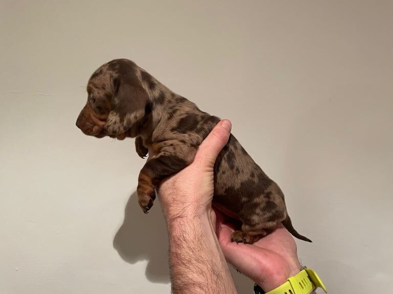 Two Dapple pedigree miniature smooth dachshunds for sale in Durham, County Durham - Image 2