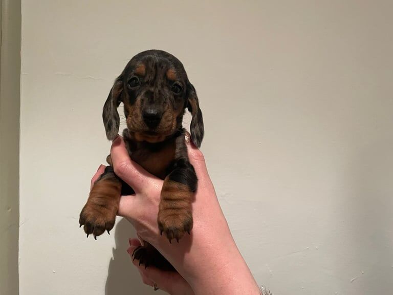 Two Dapple pedigree miniature smooth dachshunds for sale in Durham, County Durham - Image 3