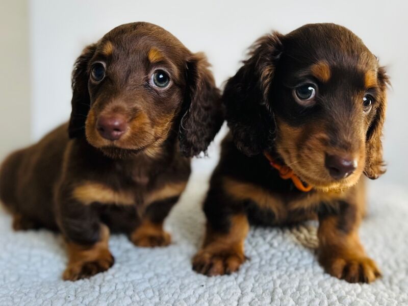 Two gorgeous miniature long haired dachshund puppies for sale in Rainham, Kent