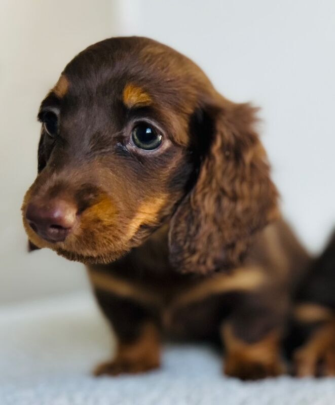 One gorgeous miniature long haired dachshund puppies for sale in Rainham, Kent - Image 2