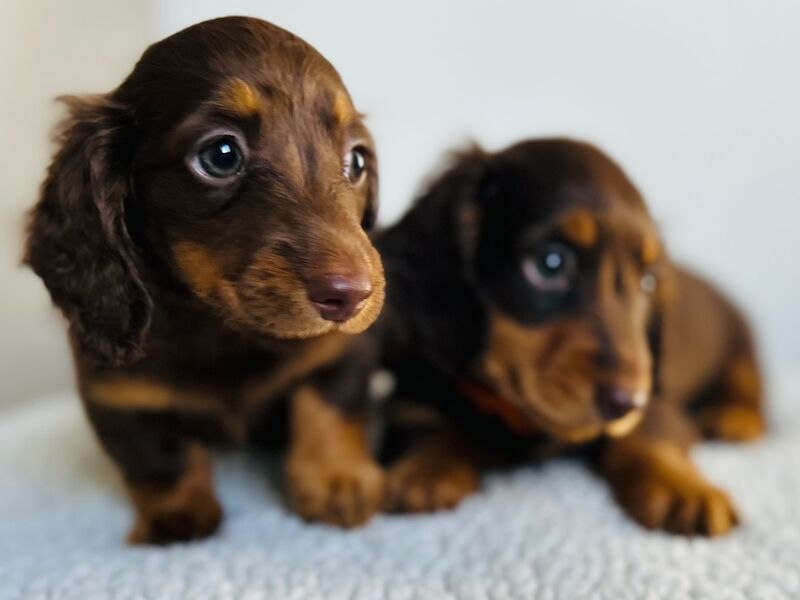 One gorgeous miniature long haired dachshund puppies for sale in Rainham, Kent - Image 3