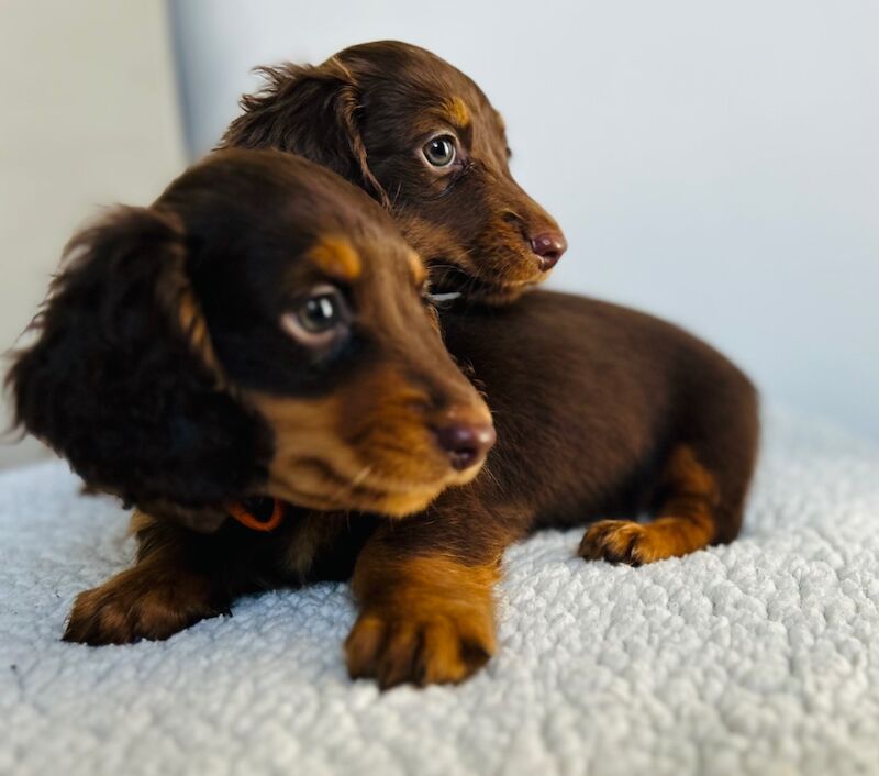 One gorgeous miniature long haired dachshund puppies for sale in Rainham, Kent - Image 4