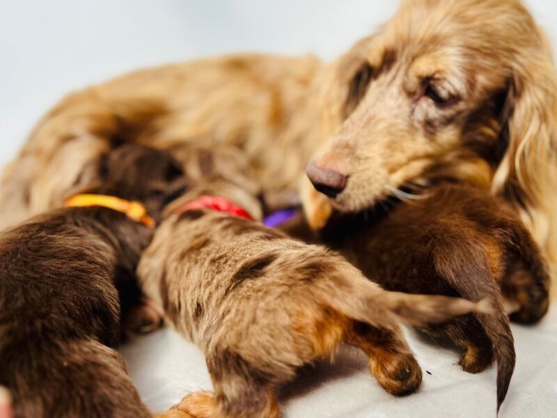 One gorgeous miniature long haired dachshund puppies for sale in Rainham, Kent - Image 5