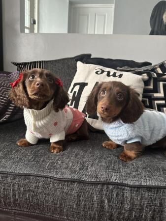 Two minature dachshunds available for sale in Little London, Essex - Image 1