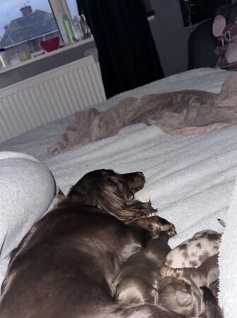 Two minature dachshunds available for sale in Little London, Essex - Image 2