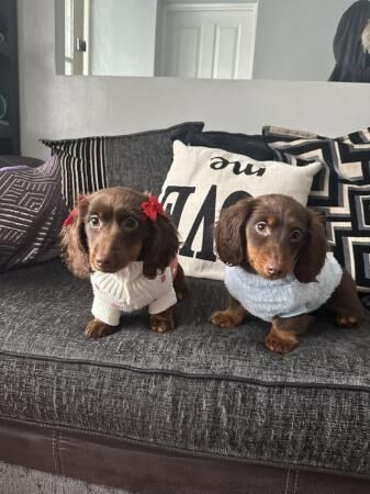 Two minature dachshunds available for sale in Little London, Essex - Image 3