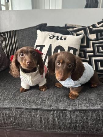 Two minature dachshunds available for sale in Little London, Essex - Image 5