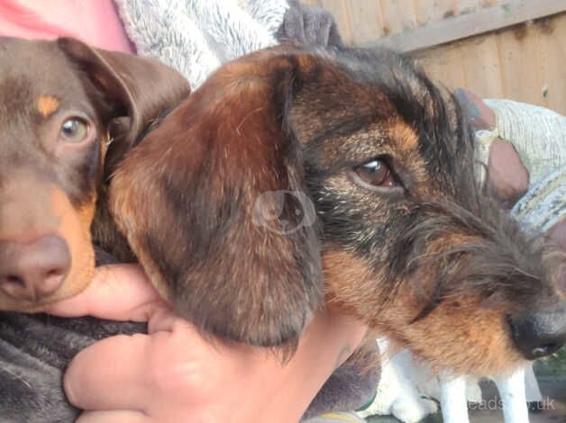 Two puppies for sale in Basildon, Essex - Image 1