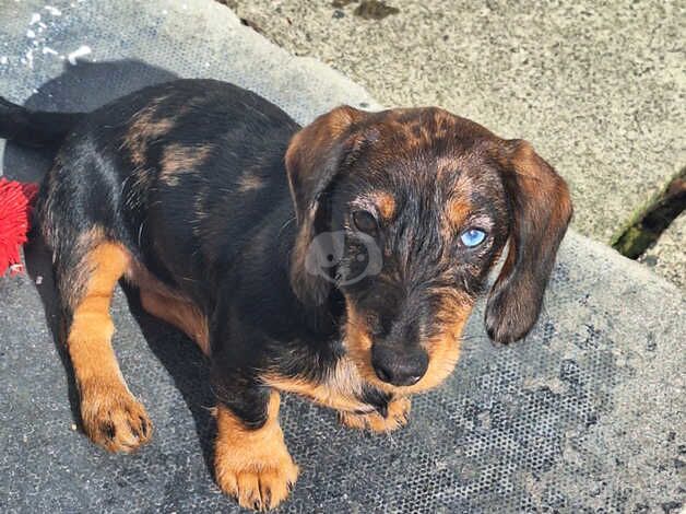 Two puppies for sale in Basildon, Essex - Image 2