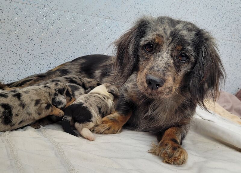 Unique dachshund puppies for sale in Tarleton, Lancashire