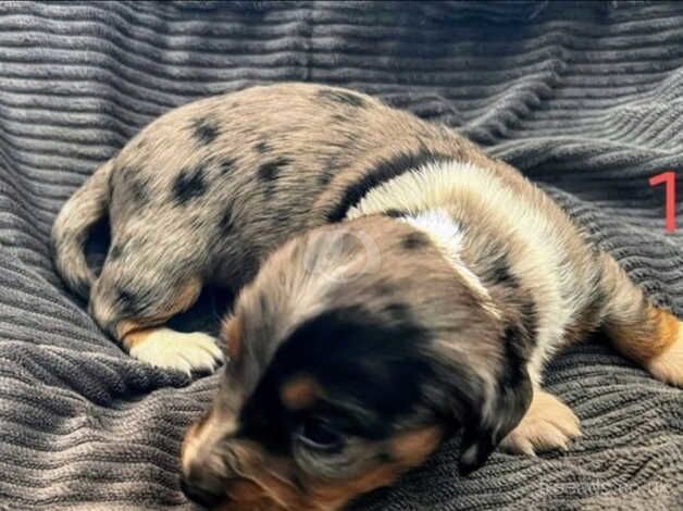 Unique dachshund puppies for sale in Colwyn Bay/Bae Colwyn, Conwy