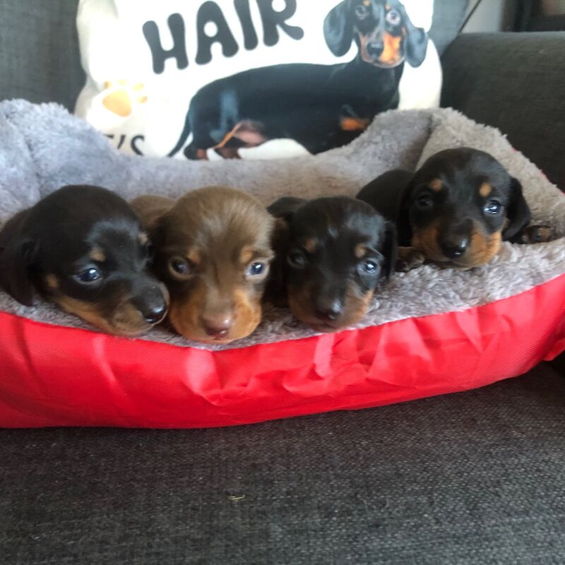 Upcoming litter for sale in Llandysul, Ceredigion