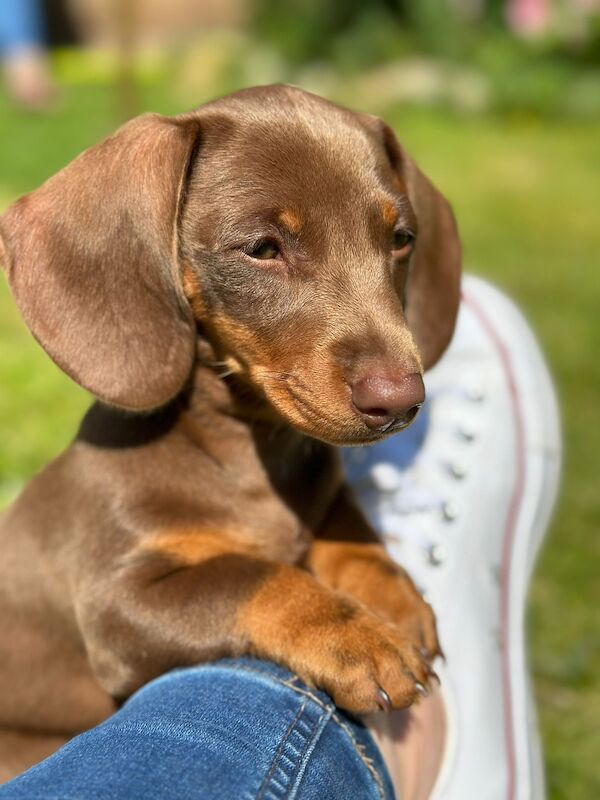 REDUCED just 1 dapple boy left kc reg minature dachshunds for sale in Cardiff - Image 13