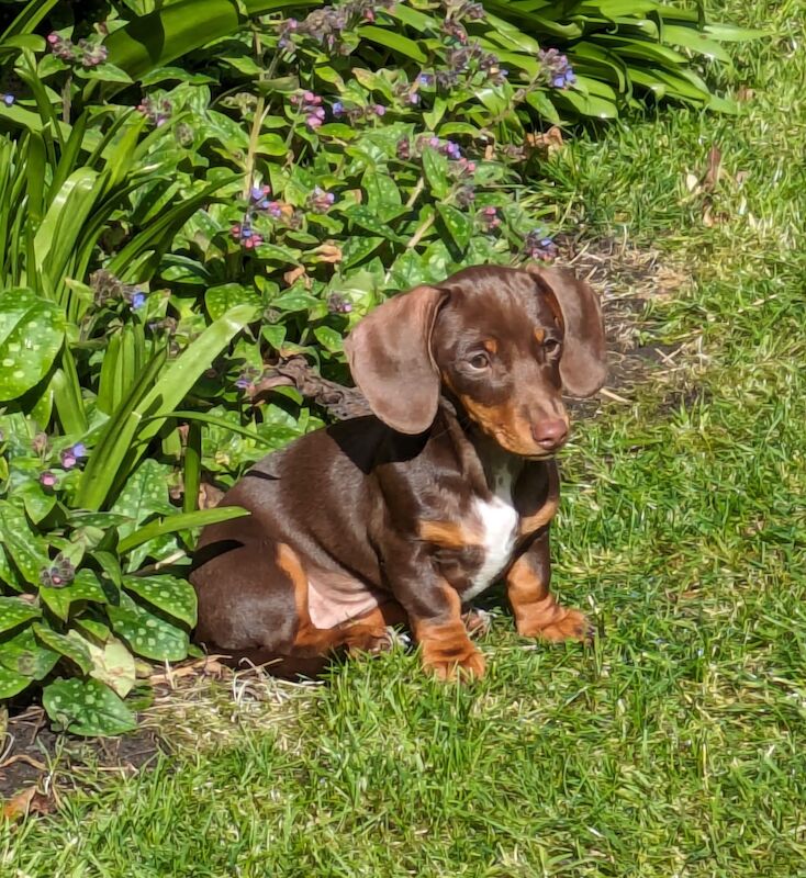 REDUCED just 1 dapple boy left kc reg minature dachshunds for sale in Cardiff - Image 14