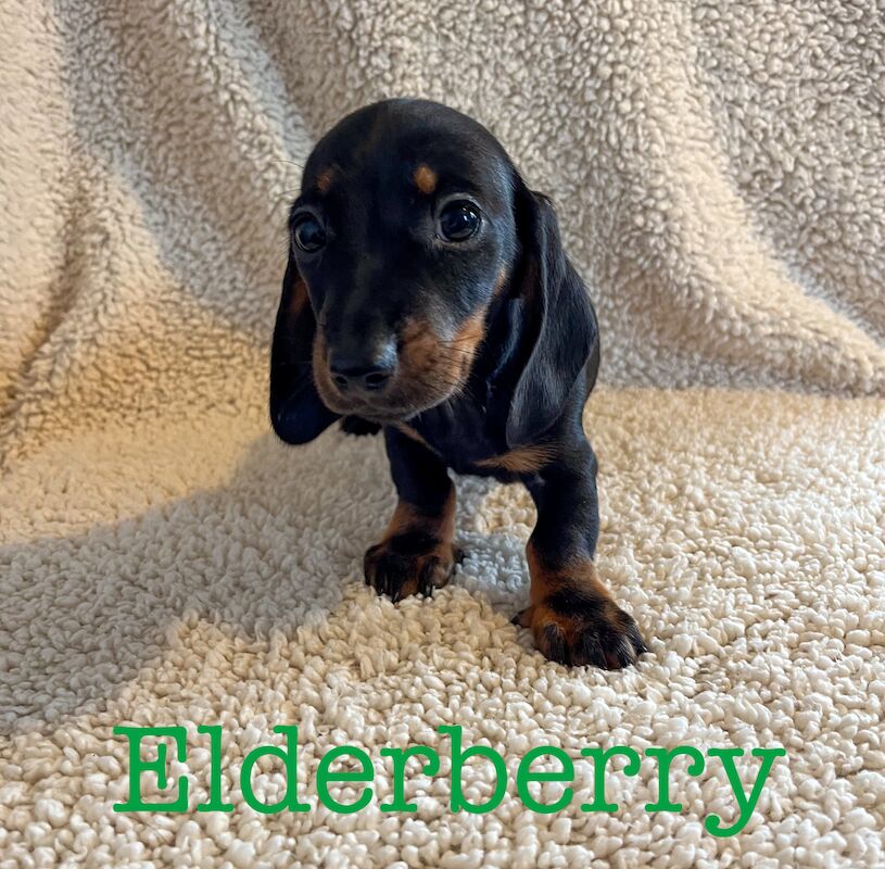 UPDATED - 2 LEFT - 4 KC Registered Miniature Smooth Haired Dachshund Puppies for sale in Crymych, Pembrokeshire