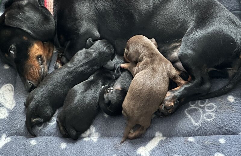 UPDATED - 2 LEFT - 4 KC Registered Miniature Smooth Haired Dachshund Puppies for sale in Crymych, Pembrokeshire - Image 2