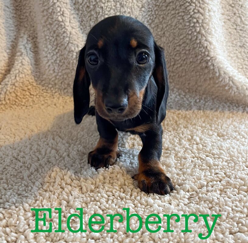 UPDATED - 2 LEFT - 4 KC Registered Miniature Smooth Haired Dachshund Puppies for sale in Crymych, Pembrokeshire - Image 3