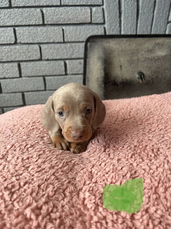 Updated photos, Kc registered miniature dachshund pups for sale in Cardiff