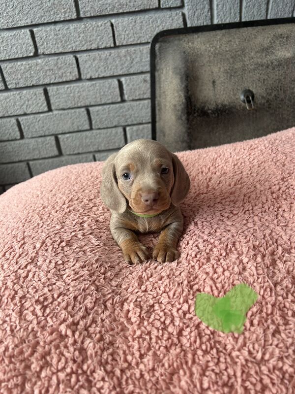 Updated photos, Kc registered miniature dachshund pups for sale in Cardiff - Image 2