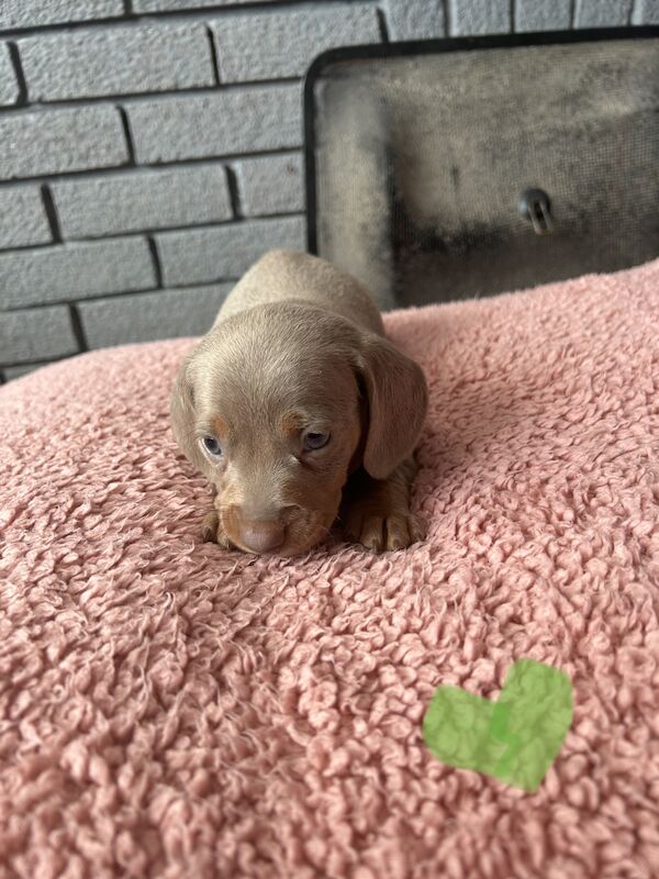 Updated photos, Kc registered miniature dachshund pups for sale in Cardiff - Image 3