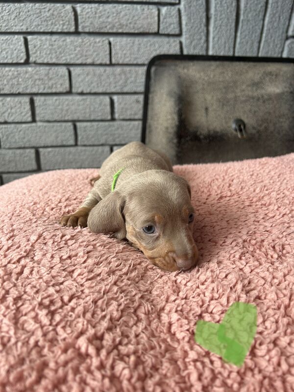 Updated photos, Kc registered miniature dachshund pups for sale in Cardiff - Image 4