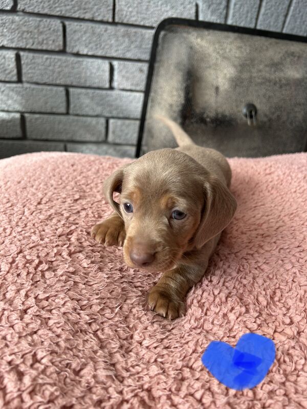 Updated photos, Kc registered miniature dachshund pups for sale in Cardiff - Image 6