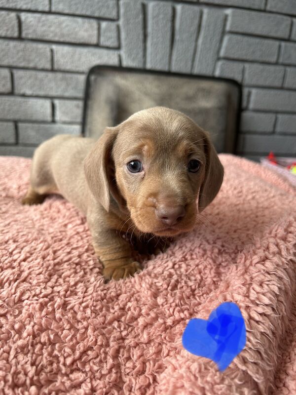 Updated photos, Kc registered miniature dachshund pups for sale in Cardiff - Image 8