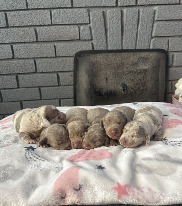 Updated photos, Kc registered miniature dachshund pups for sale in Cardiff - Image 9